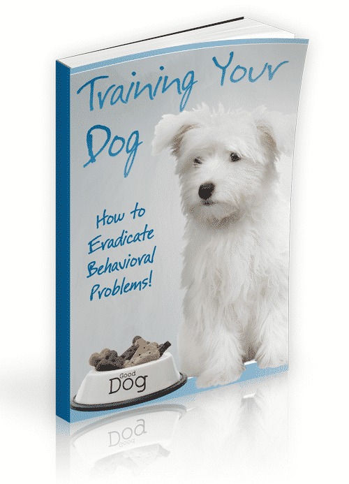 Training Your Dog